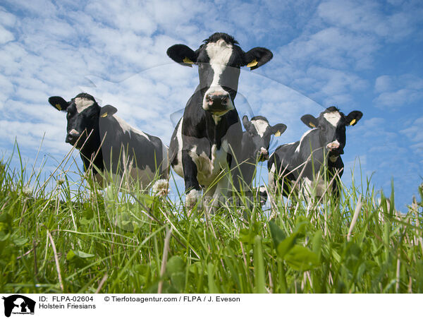 Holstein Friesians / FLPA-02604