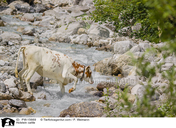 Holstein cattle / PW-15669