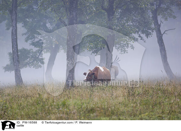 cattle / PW-16588
