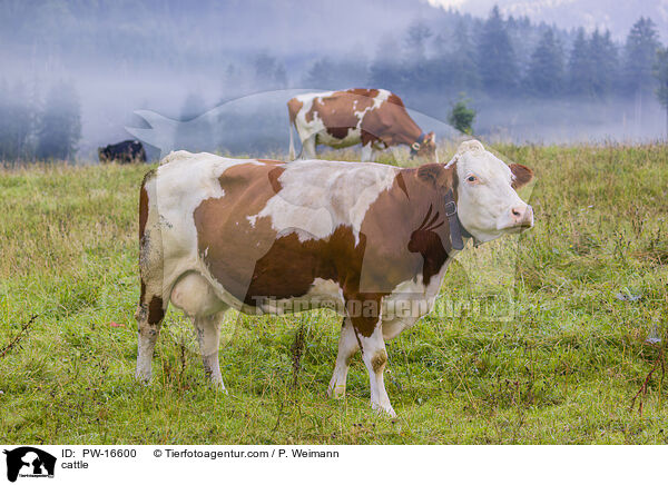 cattle / PW-16600