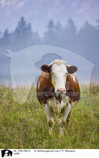 Rind / cattle / PW-16614