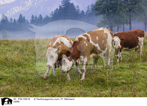 cattle / PW-16618
