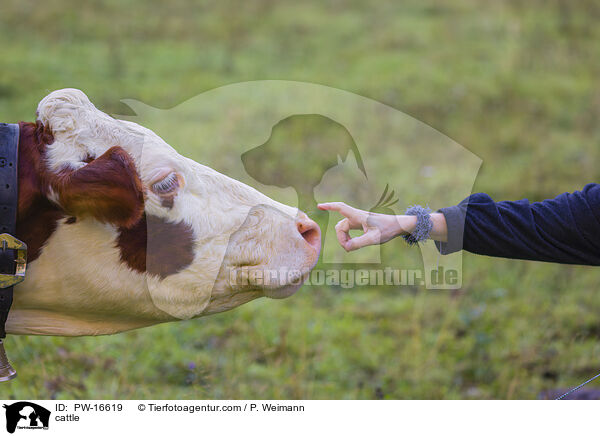 Rind / cattle / PW-16619