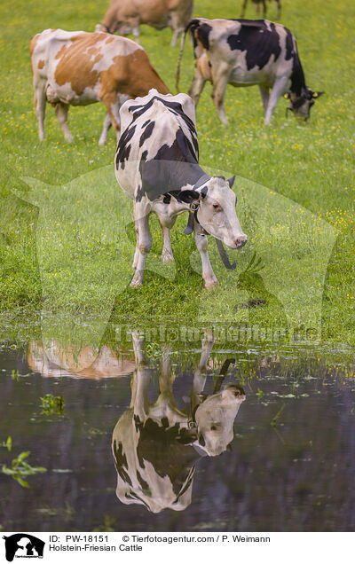 Holstein-Friesian Cattle / PW-18151