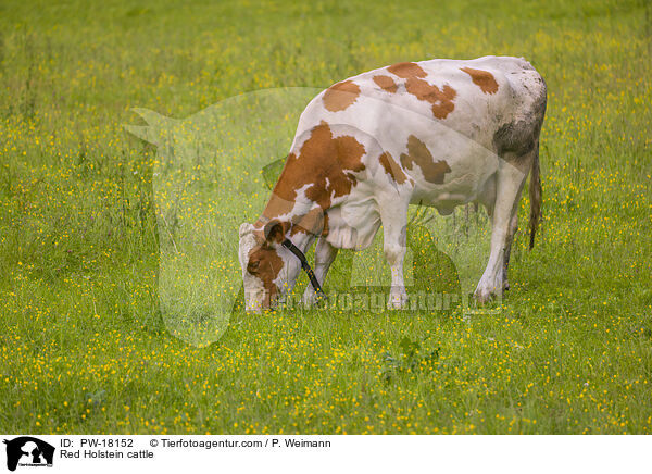Red Holstein cattle / PW-18152