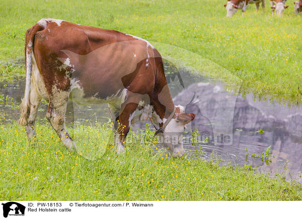 Red Holstein cattle / PW-18153