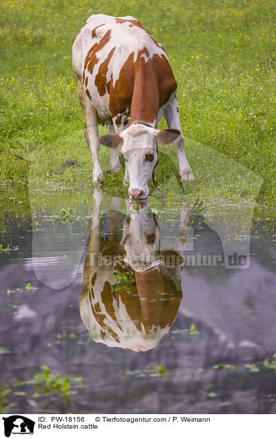 Holstein-Rind / Red Holstein cattle / PW-18156