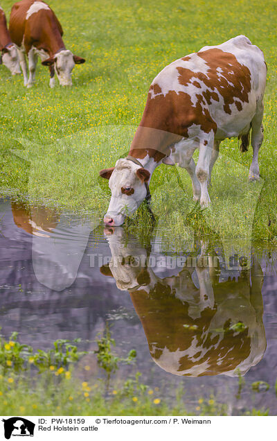 Red Holstein cattle / PW-18159