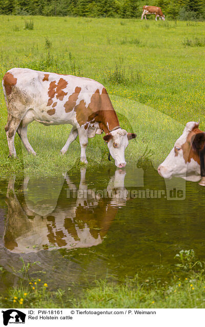 Red Holstein cattle / PW-18161