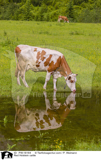 Red Holstein cattle / PW-18164