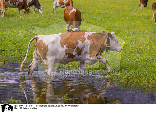 Red Holstein cattle / PW-18165