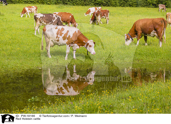 Red Holstein cattle / PW-18166