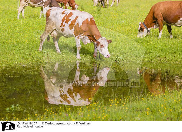 Red Holstein cattle / PW-18167