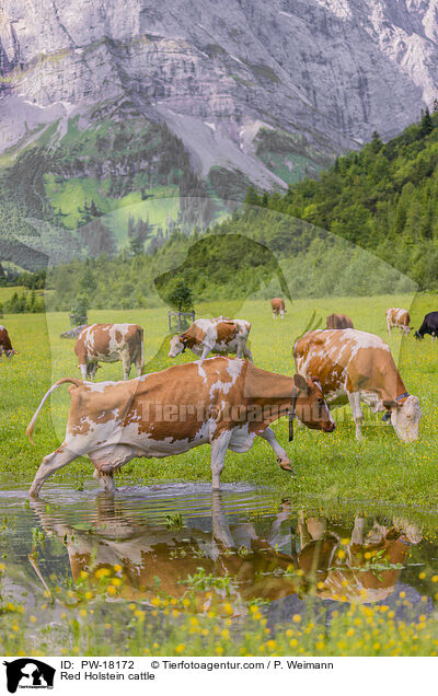 Red Holstein cattle / PW-18172