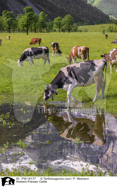 Holstein Friesian / Holstein-Friesian Cattle / PW-18177