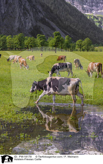 Holstein-Friesian Cattle / PW-18178