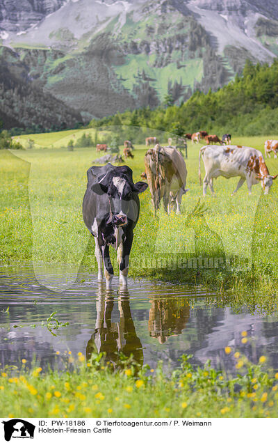 Holstein-Friesian Cattle / PW-18186