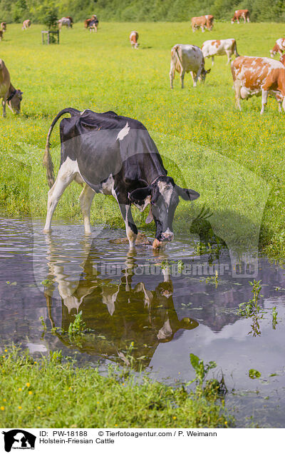 Holstein-Friesian Cattle / PW-18188