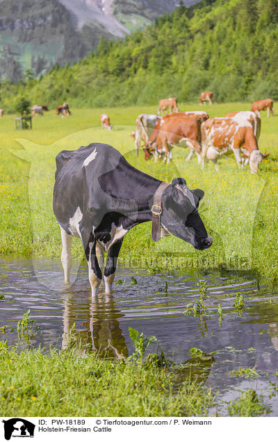 Holstein-Friesian Cattle / PW-18189
