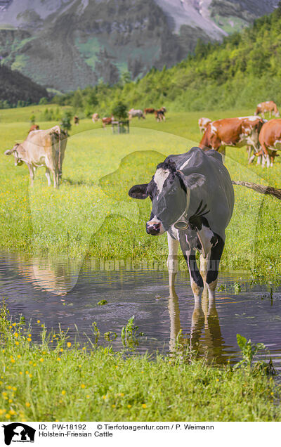 Holstein-Friesian / Holstein-Friesian Cattle / PW-18192