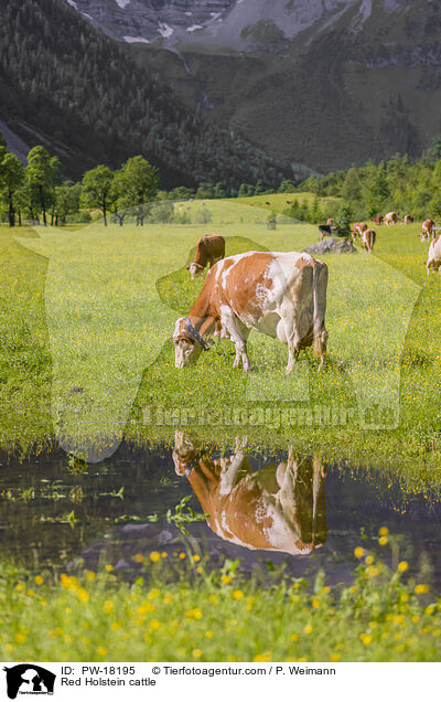 Red Holstein cattle / PW-18195