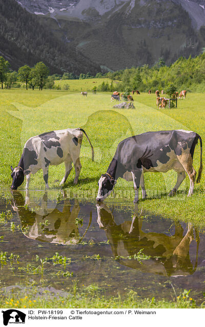 Holstein-Friesian Cattle / PW-18199