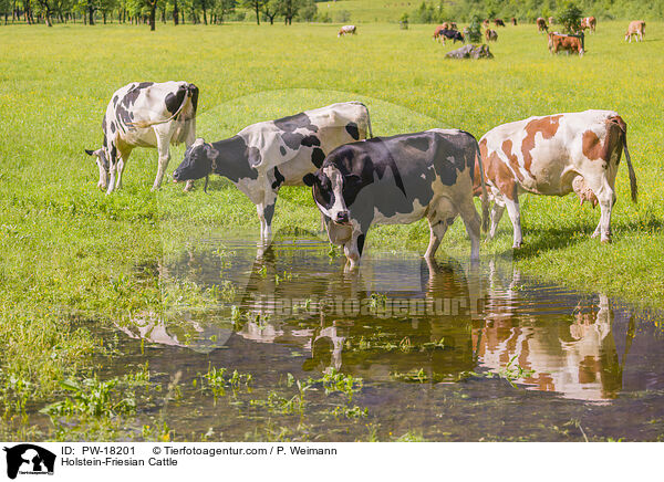 Holstein Friesian / Holstein-Friesian Cattle / PW-18201