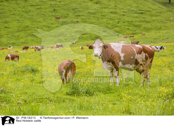 Red Holstein cattle / PW-18213