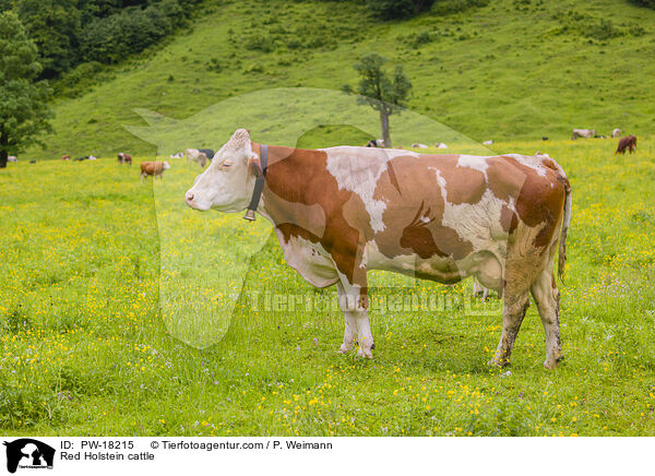 Holstein-Rinder / Red Holstein cattle / PW-18215