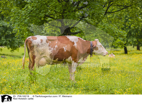 Red Holstein cattle / PW-18219