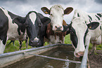 Holstein Friesians