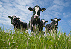 Holstein Friesians