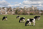 Holstein Friesians