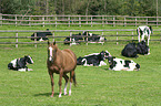 Holstein Friesian