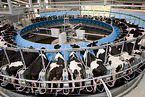 Holstein Friesians