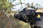 Holstein-Friesian Cattle