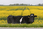 Holstein-Friesian Cattle