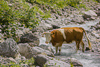 Holstein cattle