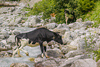 Holstein cattle