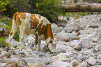 Holstein cattle