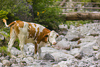 Holstein cattle