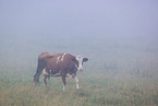 cattle