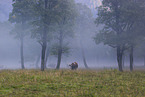 cattle