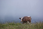 cattle