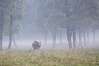 cattle