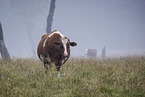cattle