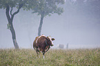 cattle
