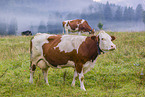 cattle