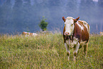 cattle