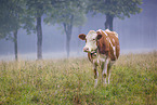 cattle